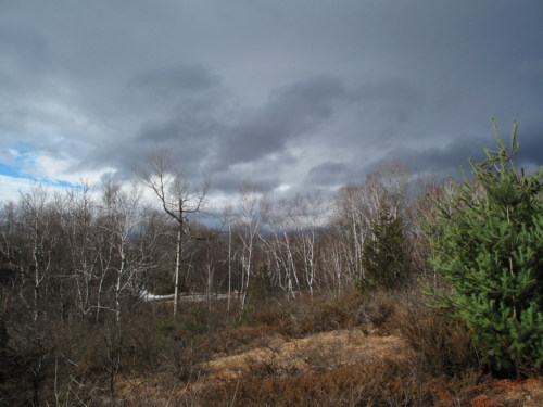 Birches by Paran Creek.