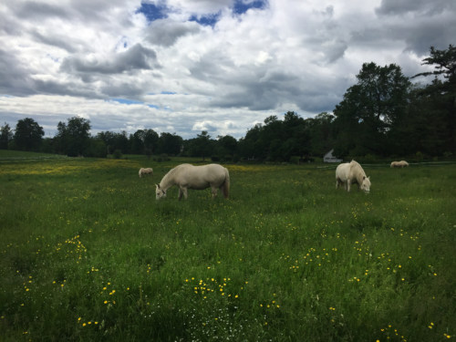 American Cream horses in the Park House Meadow.