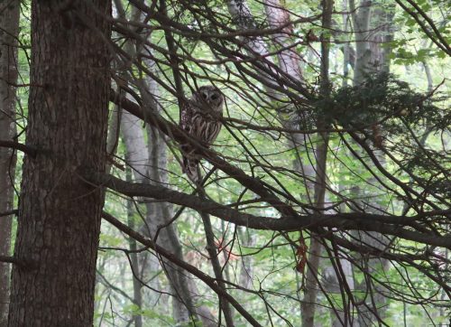 Great Horned Owl in The Mile-Around Woods